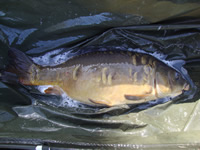 20lb 4oz